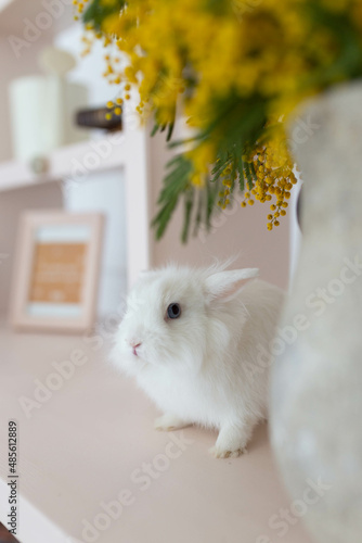 white fluffy cute rabbit in a bright room, bookshelf, yellow mimosa flowers