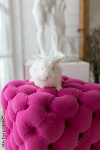 white fluffy cute rabbit on a pink pouf in a bright room