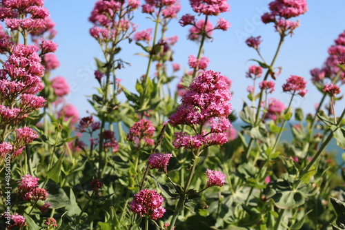 pink flowers against a clear blue sky