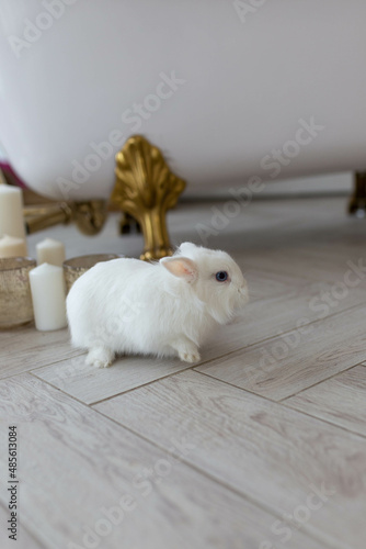 white fluffy cute rabbit in a bright room, on the floor near the bathtub with golden legs