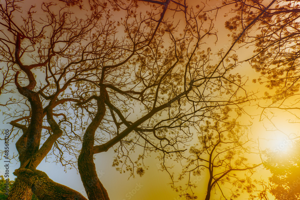 Naklejka premium Leafless tree branches of winter season, season specific image of nature. Image shot against Sun, at Kolkata, Calcutta, West Bengal, India