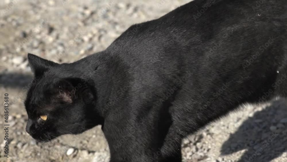 Un chat noir s'ébroue au soleil.