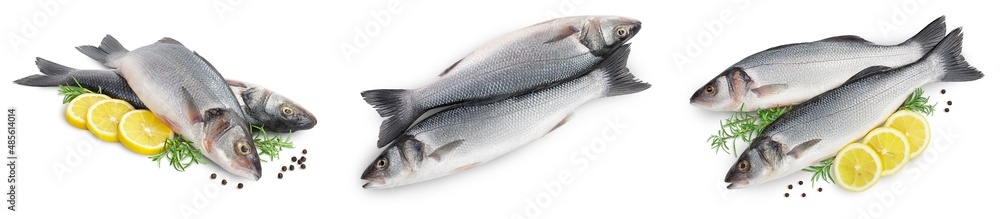 Sea bass fich isolated on white background. Top view. Flat lay. Set or collection Sea bass fich isolated on white background. Top view. Flat lay. Set or collection