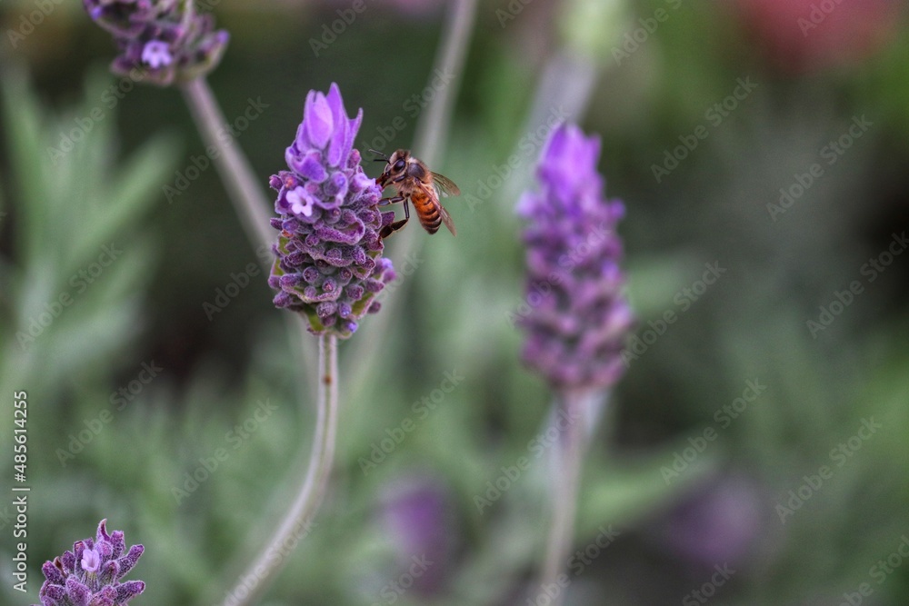 Insect pollinating flowers in nature. Insect pollinating flowers in nature.