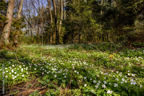 Spring glade among forest thickets covered blooming of Wood anemone illuminated by the sun . Floral springtime background. Anemonoides nemorosa or Anemone nemorosa is pretty spring flower of woodlands