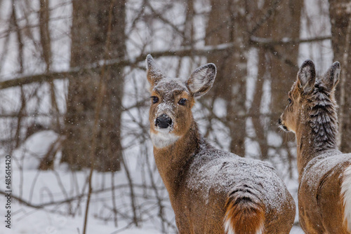 White-tailed deer (Odocoileus virginianus) standing in the forest during winter covered with snow. Selective focus, background blur and foreground blur. Copy space.
