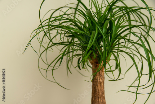 The Beaucarnea Recurvata plant, also known as Ponytail Palm, or Nolina