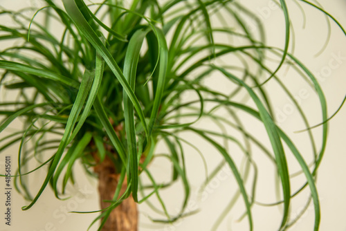 The Beaucarnea Recurvata plant, also known as Ponytail Palm, or Nolina