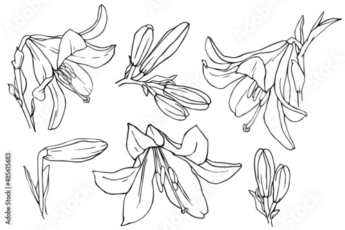 A set of line sketches of a blooming lily flower and unopened buds with leaves.Vector graphics.