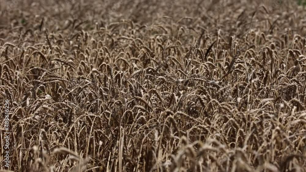 Golden Wheat In The Rays Of Sunset. The Wind Shakes The Ears Of Rye On A Summer Day. Landscape Of Agriculture Golden Wheat In The Rays Of Sunset. The Wind Shakes The Ears Of Rye On A Summer Day. Landscape Of Agriculture