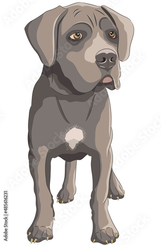 Staffordshire terrier puppy isolated on white background.