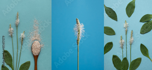 Psyllium plant product is the husk of plantain seeds in a plate and a wooden spoon on a blue background. Is a useful dietary supplement, a superfood. Collage, horizontal orientation, copy space.