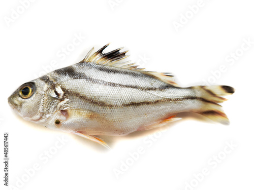 Selective focus of Fresh Terapon jarbua fish isolated on white background. photo