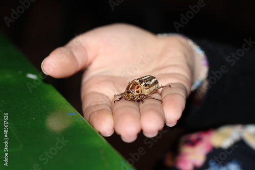 hand holding a bug