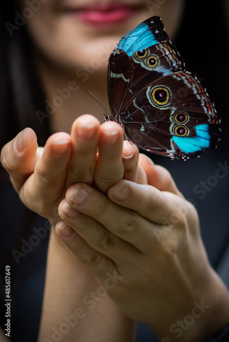 Foto beautiful big cute butterfly morpho on hands on black background