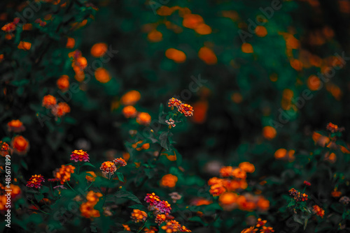  FLOWER © marcelomelim
