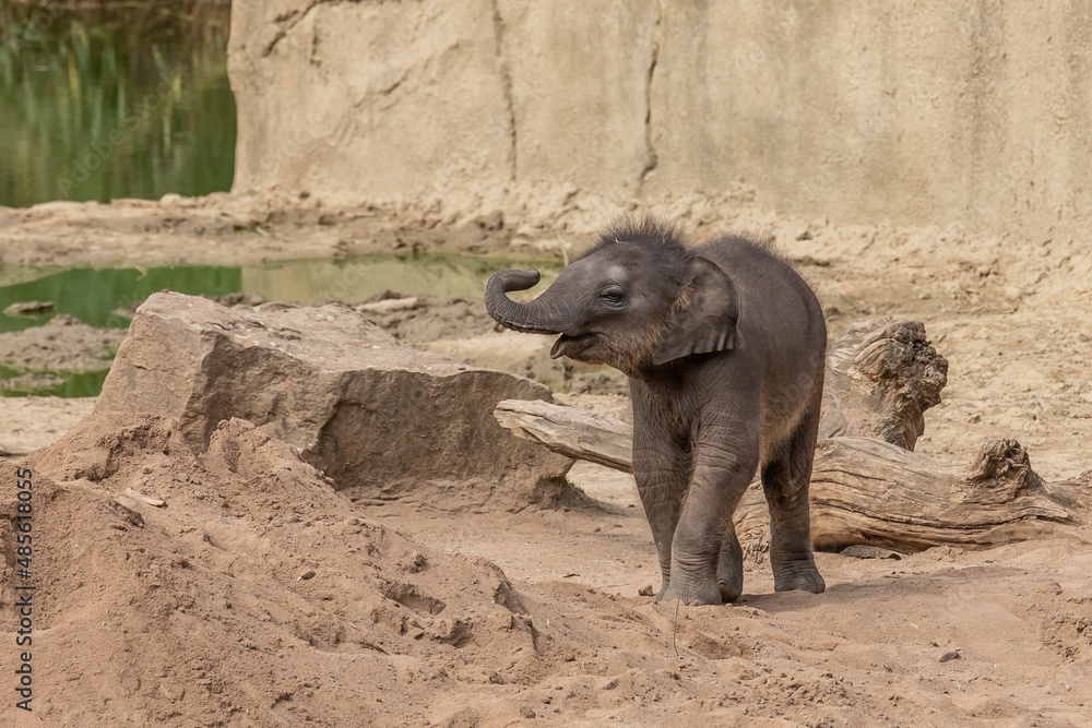 Fototapeta premium Elefant
