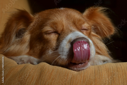 Dog sleeping