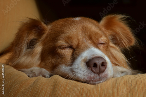 Dog sleeping