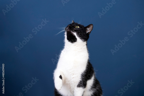 Black and white cat on blue background, funny cat
