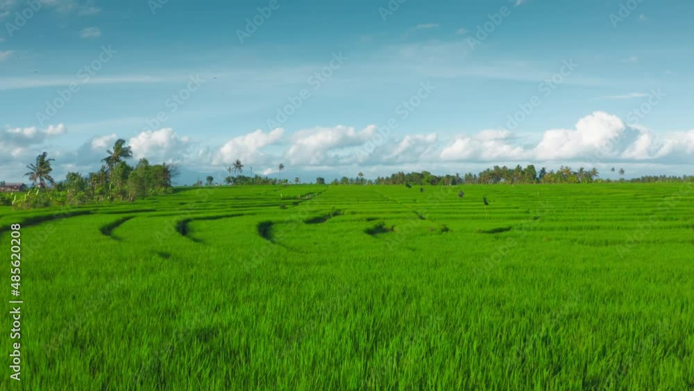 Bright green rice fields against a beautiful blue sky with white clouds. Agricultural background. Paddy culture farming plantations in Bali island at Munggu district. Organic rice grass aerial view. Bright green rice fields against a beautiful blue sky with white clouds. Agricultural background. Paddy culture farming plantations in Bali island at Munggu district. Organic rice grass aerial view.