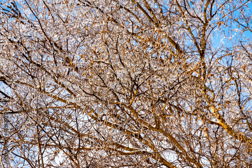 frozen branches against blue sky