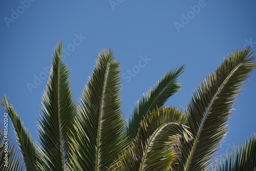 Full frame close-up cut out view of green palm leaves and blue sky