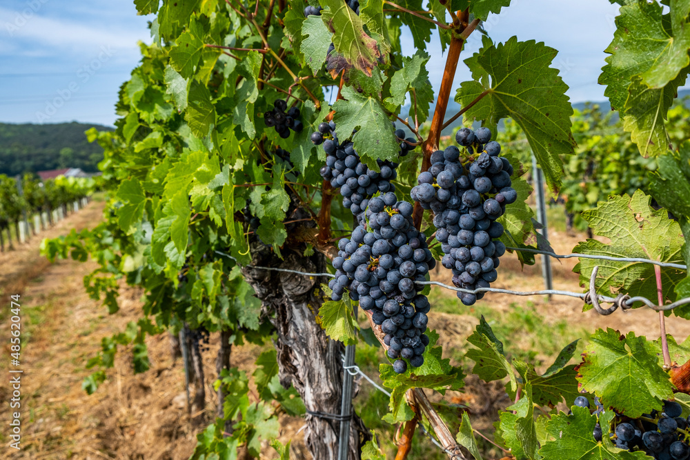 blue merlot grapes in green vineyard