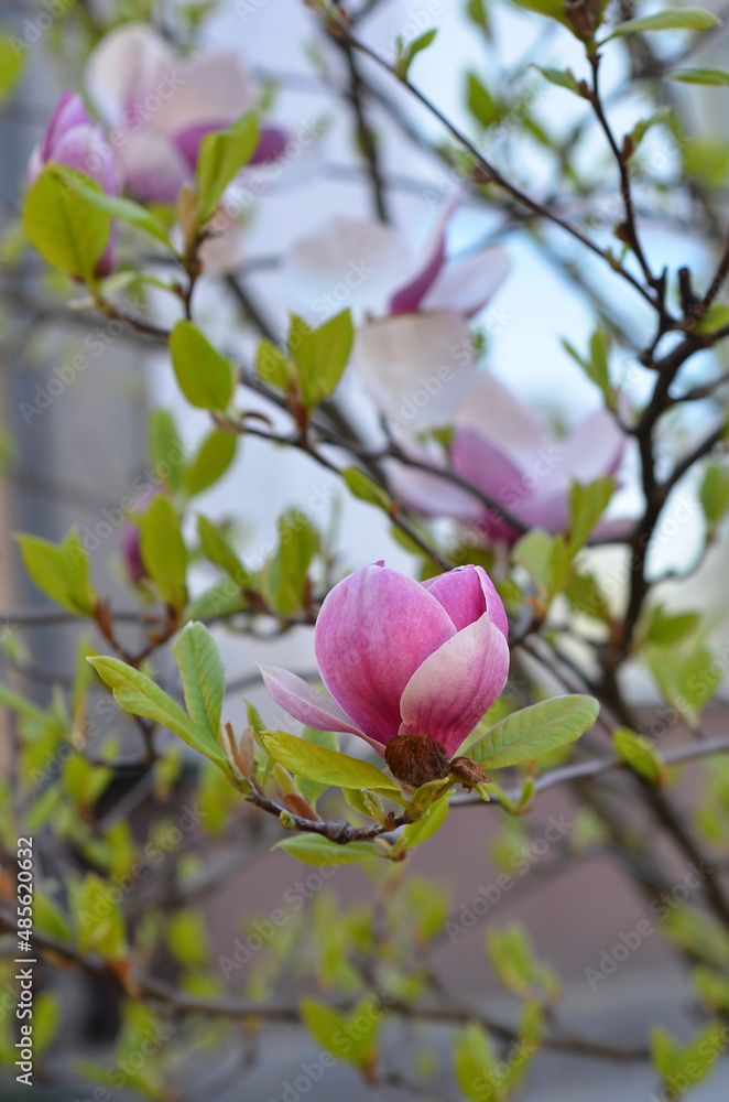 Pink magnolia tree blooming branch at the park. Magnolia Sulanga outdoors photo . Pink magnolia tree blooming branch at the park. Magnolia Sulanga outdoors photo .