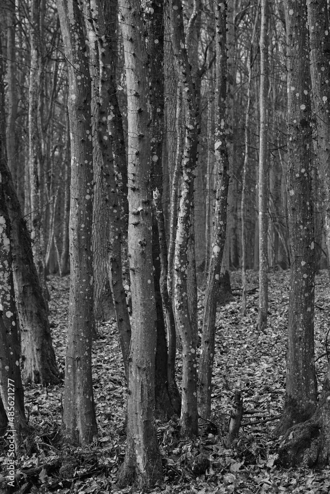 Bäume / Wald in schwarz weiss Bäume / Wald in schwarz weiss