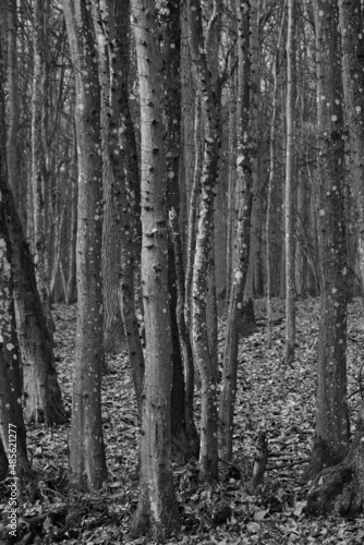 Bäume / Wald in schwarz weiss