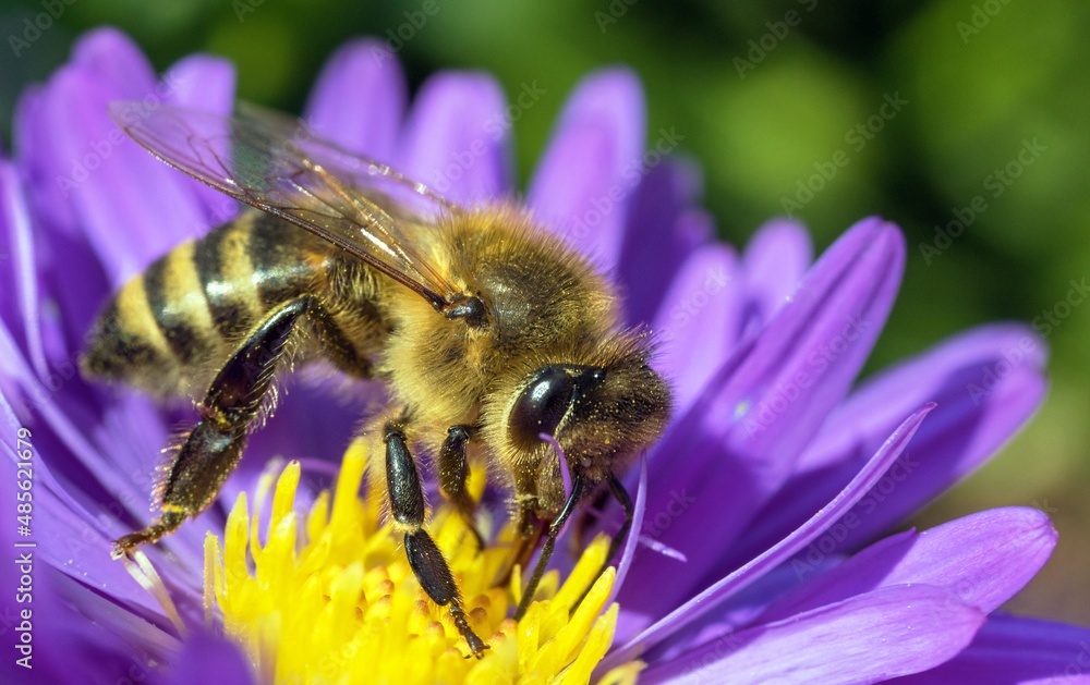 bee or honeybee in Latin Apis Mellifera on blue flower bee or honeybee in Latin Apis Mellifera on blue flower