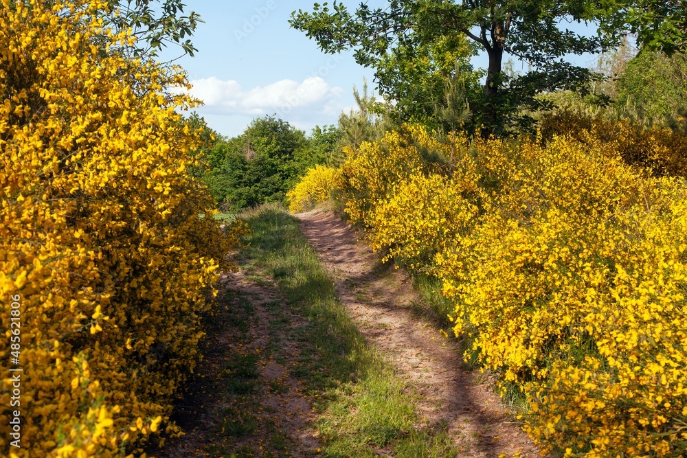 Naklejka premium Cytisus scoparius common Scotch broom yellow flowering