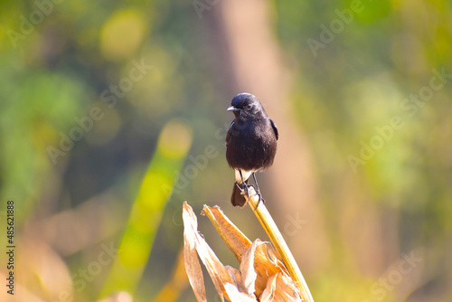 Peid bush chat small birds. photo