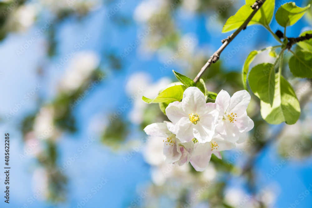 Apple tree blossom twig with flowers and leaves on blue sky, web banner