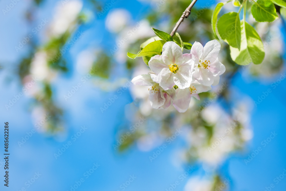 Blooming apple tree branches white flowers and green leaves on the blue sky background. Beautiful blossom garden, spring, summer sunny day, nature, floral border frame, copy space