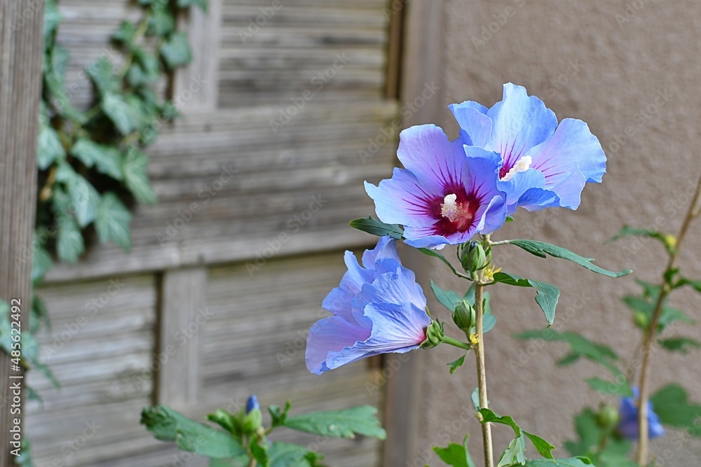Ketmia, zwana również różą chińską lub Hibiscusem (Hibiscus syriacus), odmiana Marina o jasno niebieskich kwiatach - obrazy, fototapety, plakaty 