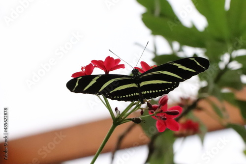 butterfly on a flower