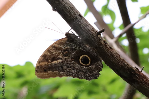 butterfly on a branch