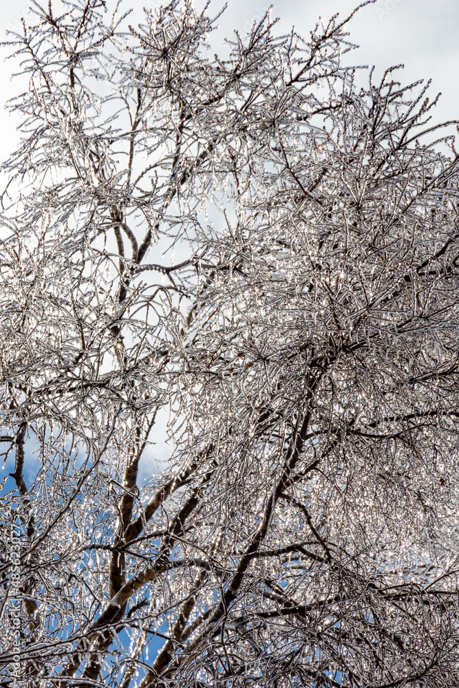 Trees with all its branches frozen Trees with all its branches frozen