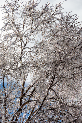 Trees with all its branches frozen © lionelvasquez