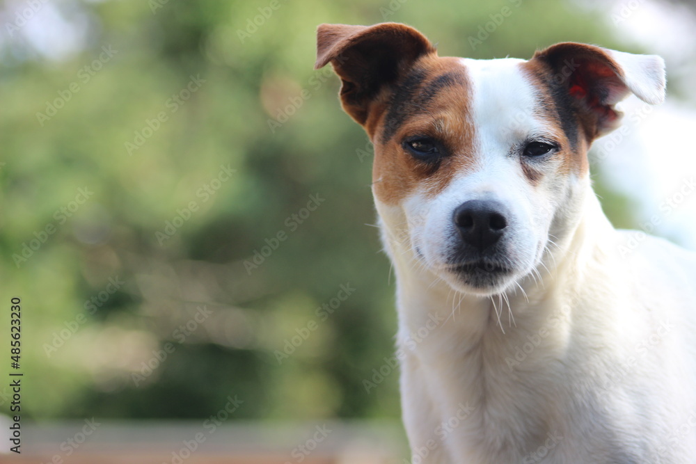 jack russell terrier jack russell terrier