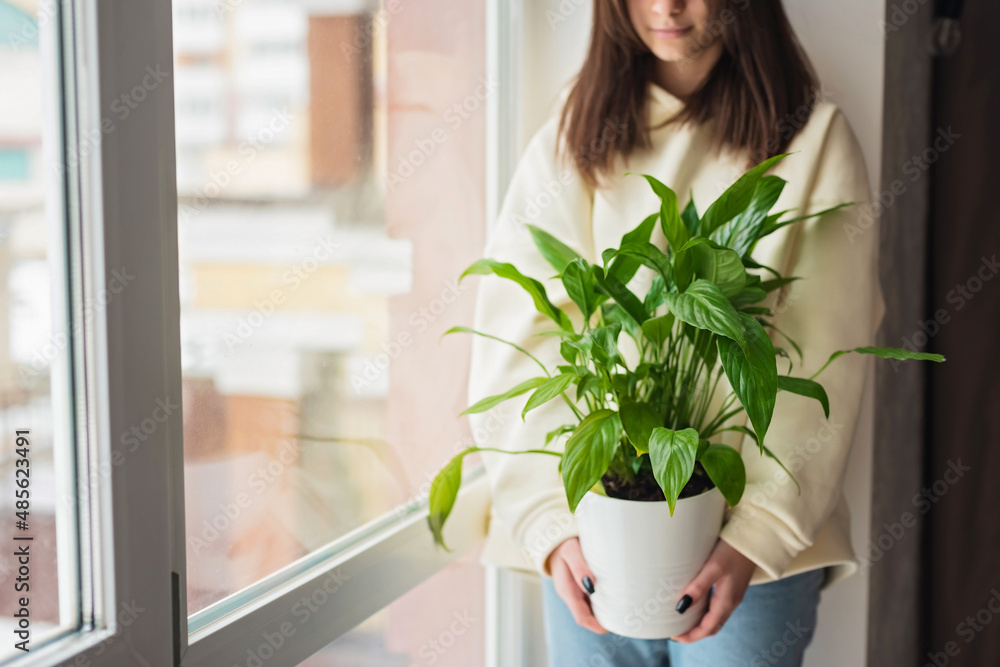 Beautiful young caucasian woman holding a home plant Spathiphyllum in a pot. Gardening, hobby. Soft selective focus. Beautiful young caucasian woman holding a home plant Spathiphyllum in a pot. Gardening, hobby. Soft selective focus.
