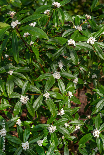 Daphne bholua 'Spring Herald' an evergreen winter and spring flowering plant shrub with a white springtime flower, stock photo image © Tony Baggett