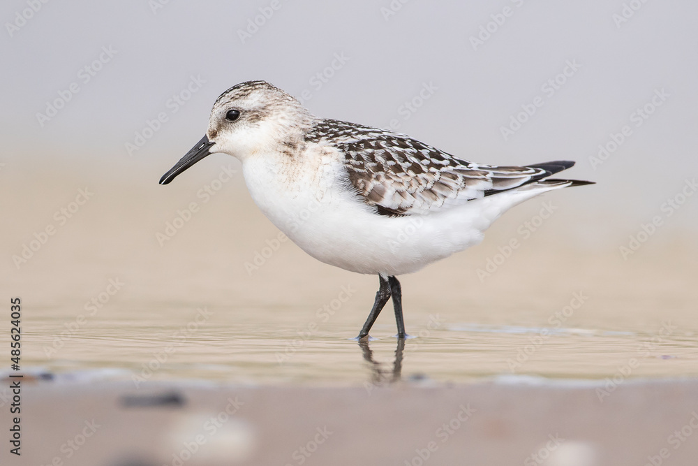 Sanderling (Calidris alba) im Seitenprofil stehend am Strand Sanderling (Calidris alba) im Seitenprofil stehend am Strand