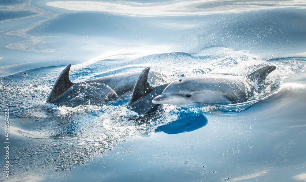 Fototapeta premium Delfin Flosse