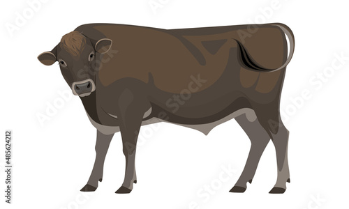 Bull Jersey - The Best Milk Cattle Breeds. Farm animals. Vector Illustration