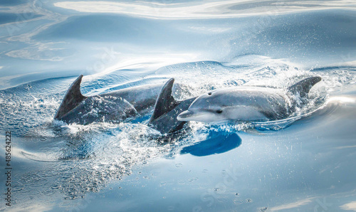 Delfin Flosse © Marcel