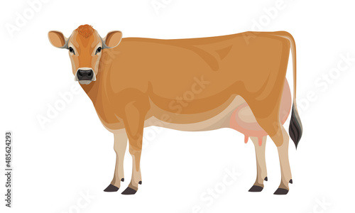 Cow Jersey - The Best Milk Cattle Breeds. Farm animals. Vector Illustration.