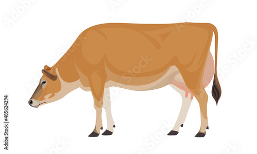 Cow Jersey - The Best Milk Cattle Breeds. Farm animals. Vector Illustration.